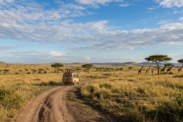Do I Need the Yellow Fever Vaccine for a Safari? (Kenya, Tanzania & East Africa)