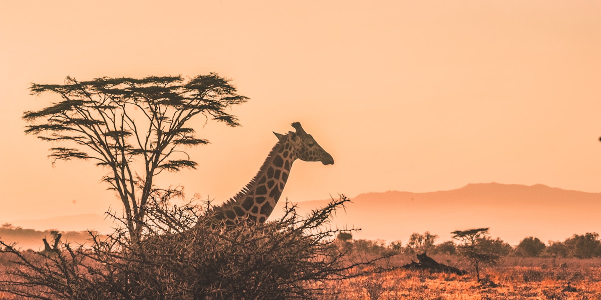 Africa